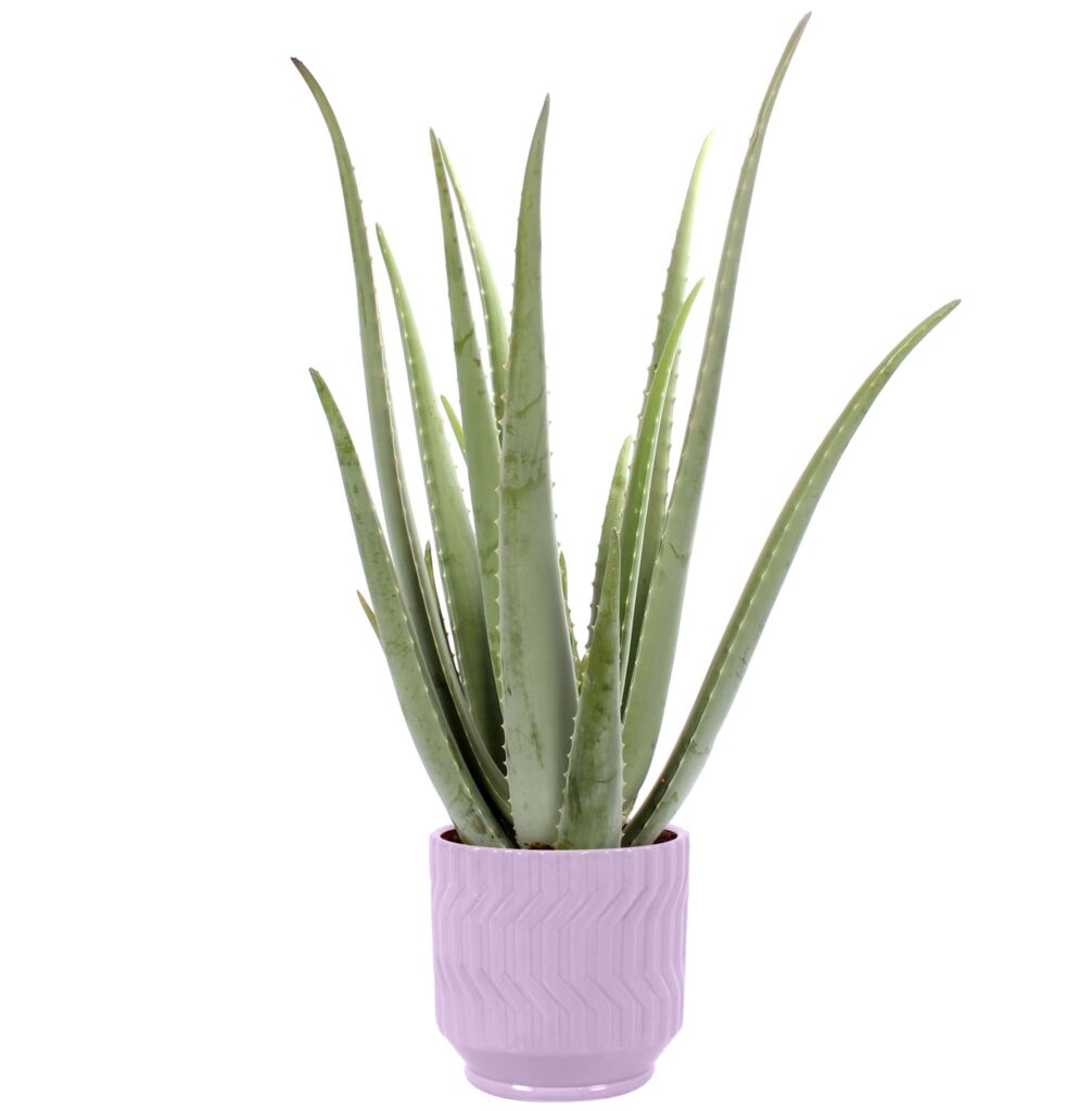 Aloe Vera In Jane Keramiek Purple Kopen Yourplants 0406