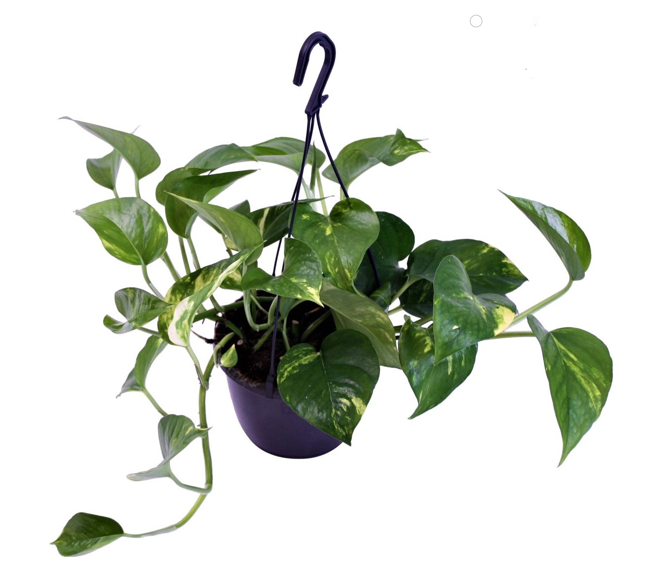 En team US dollar Kleverig Scindapsus Aureum (hangplant) kopen - YourPlants