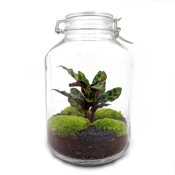 Planten Terrarium Weckpot Calathea - ↕28cm Ø18cm