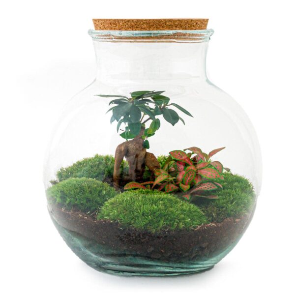 Planten terrarium - Teddy bonsai ↕26,5cm