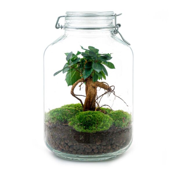 Planten Terrarium Weckpot Ficus Ginseng bonsai - ↕28cm Ø18cm