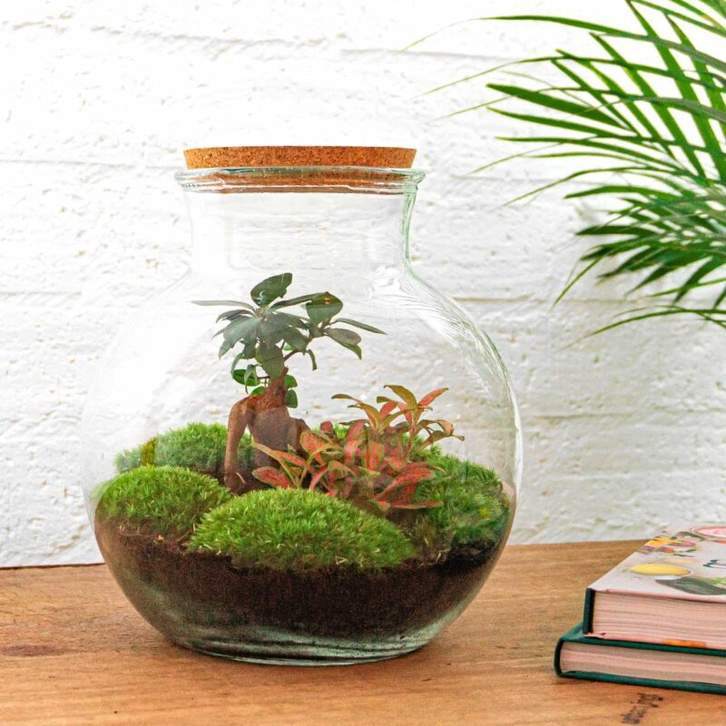 Planten terrarium - Teddy bonsai ↕26,5cm