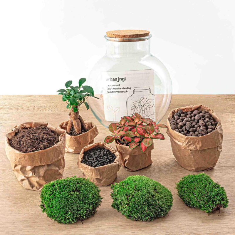 Planten terrarium - Teddy bonsai ↕26,5cm