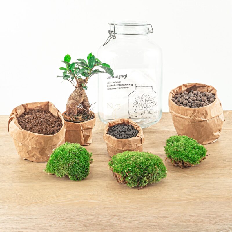 Planten Terrarium Weckpot Ficus Ginseng bonsai - ↕28cm Ø18cm