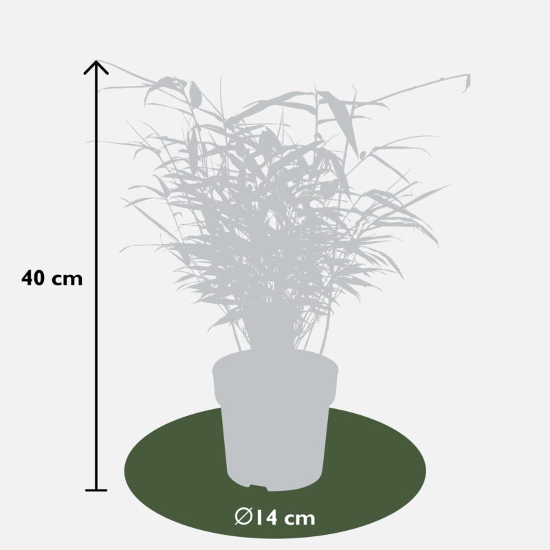 12x Bamboe (Fargesia Rufa) 1 meter (↕40 cm Ø14 cm per stuk)