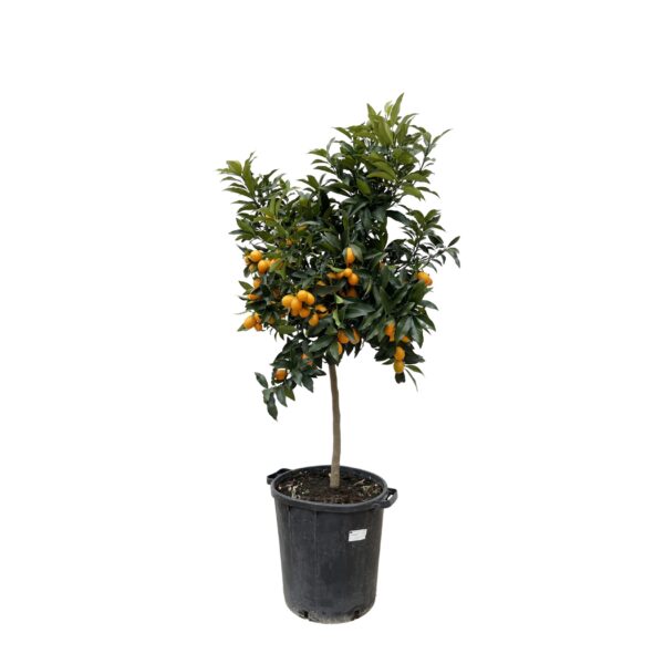 Citrus Kumquat - ↕150 cm - ø40