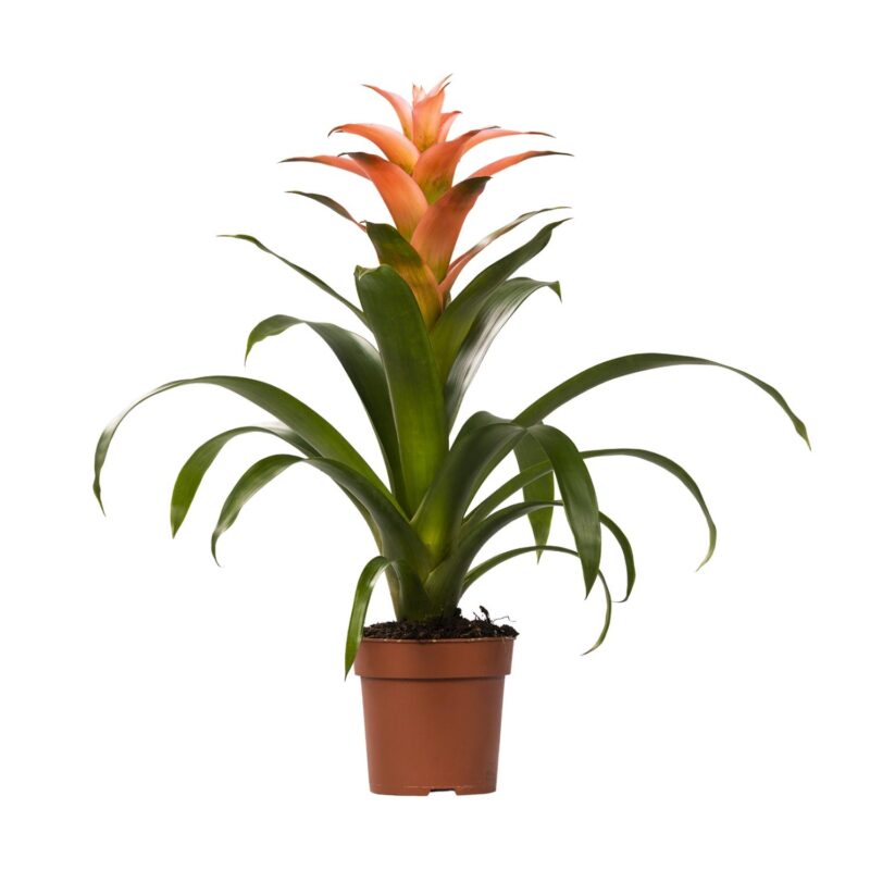 Bromelia Guzmania Melissa - Ø12 ↕45