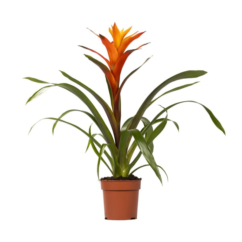 Bromelia Guzmania Variada - Ø12 ↕50