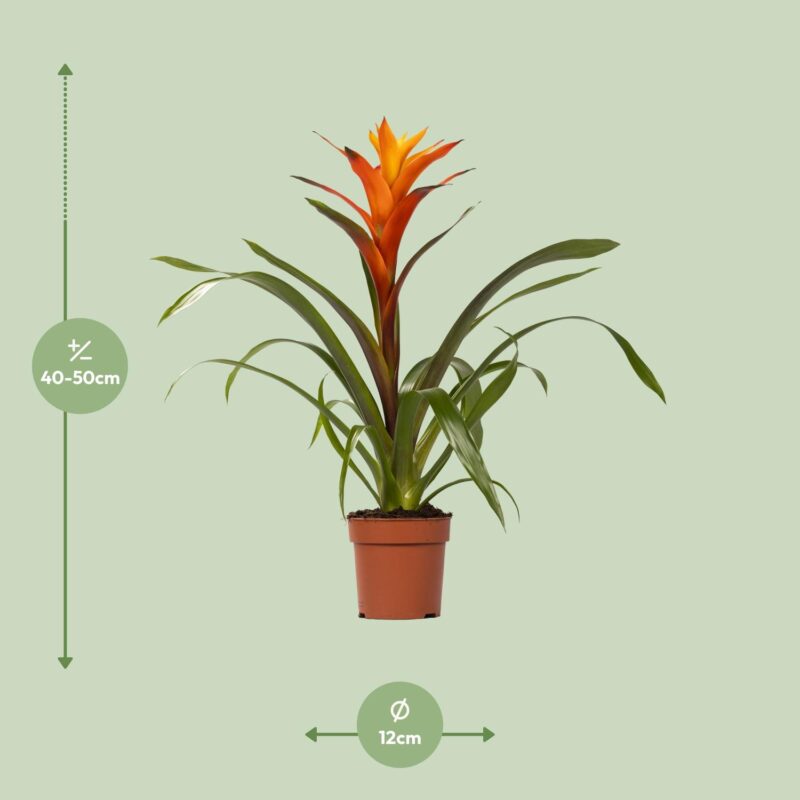 Bromelia Guzmania Variada - Ø12 ↕50