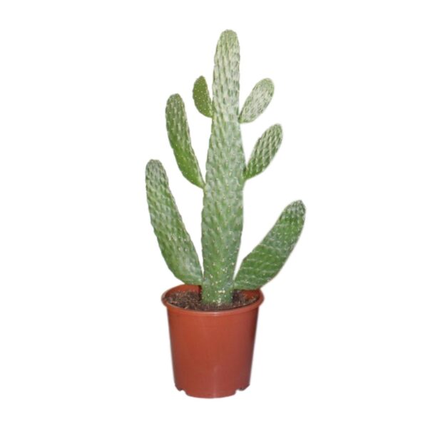 Cactus (Opuntia Consolea) - Ø17cm - ↕55cm