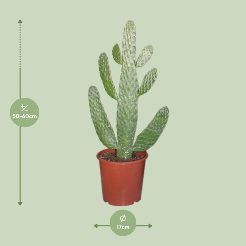 Cactus (Opuntia Consolea) - Ø17cm - ↕55cm