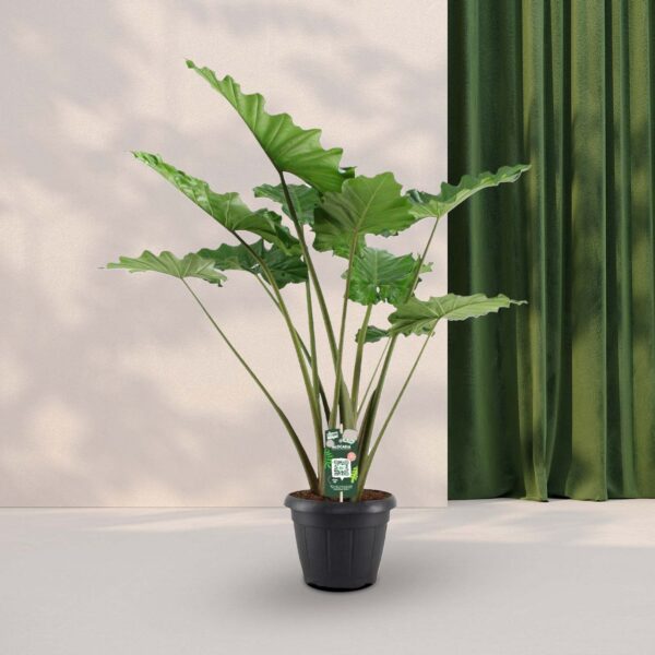 Alocasia Portodora - 140 cm - Ø34cm