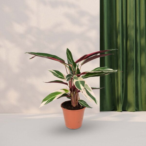 Calathea Triostar - Pauwenplant - 70cm - Ø19cm