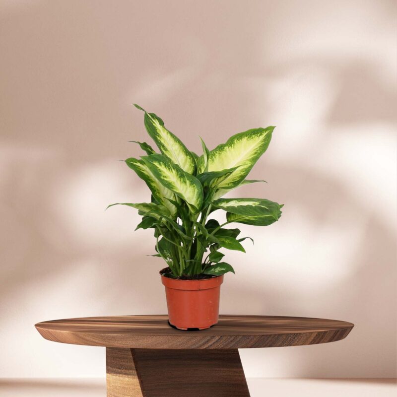 Dieffenbachia Camilla - Ø12cm - ↕35cm