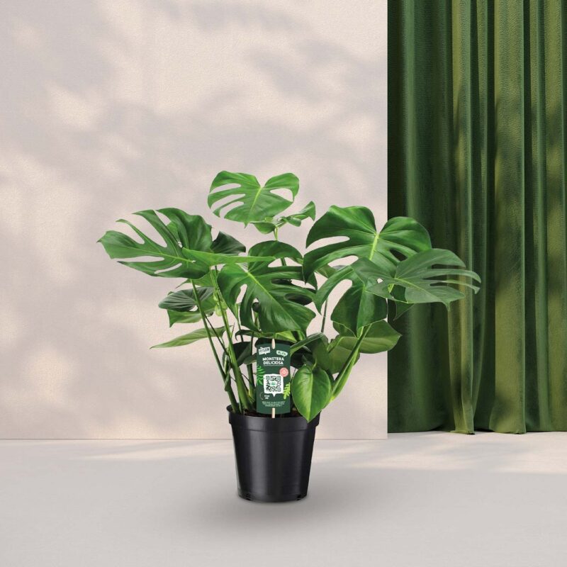 Gatenplant (Monstera Deliciosa) Ø21 - ↕65cm