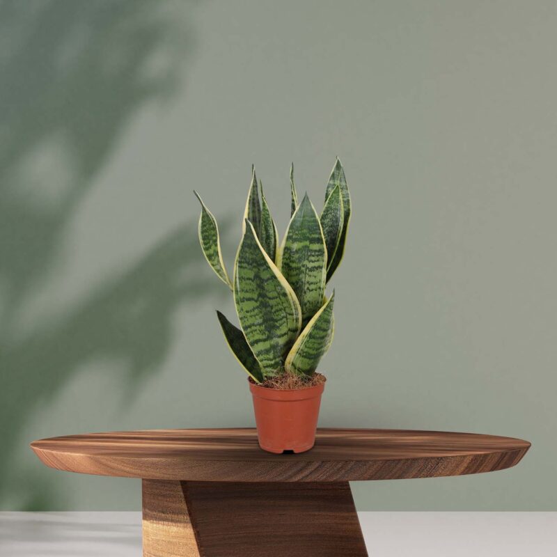 Vrouwentong (Sansevieria Trifasciata Futura Superba) - Ø12cm ↕40cm