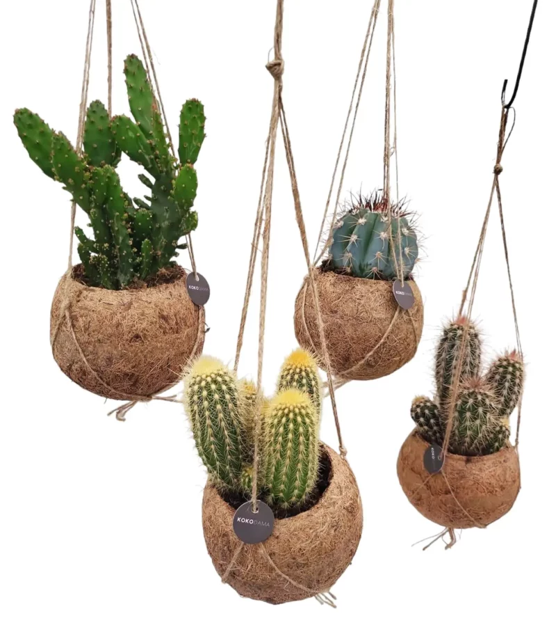 Kokodama Cactus Planten - 4 stuks - Ø12cm - ↕20cm