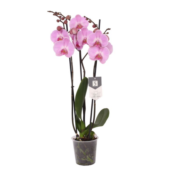 Orchidee Phalaenopsis Elion - ↕60 cm - Ø12cm