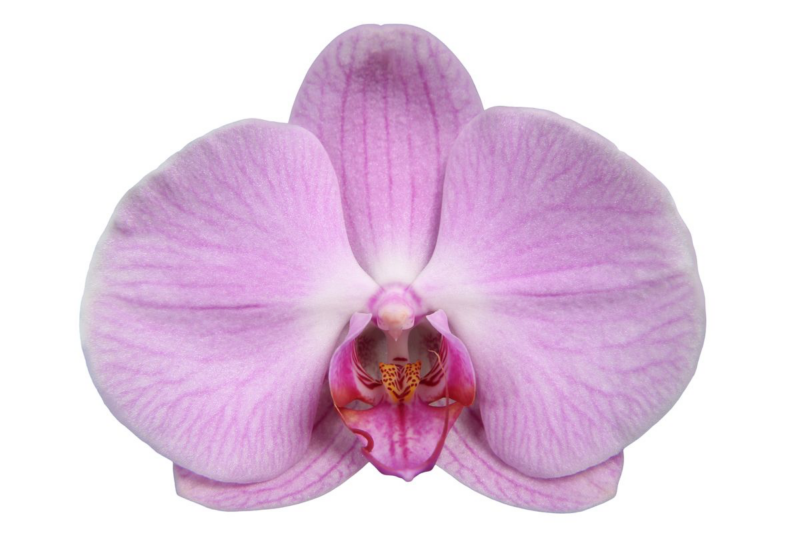 Orchidee Phalaenopsis Elion - ↕60 cm - Ø12cm