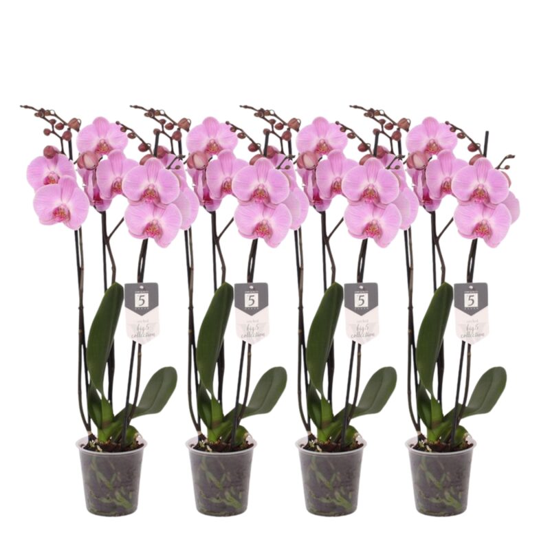 Set van 4 Orchidee Phalaenopsis Elion - ↕60 cm - Ø12cm
