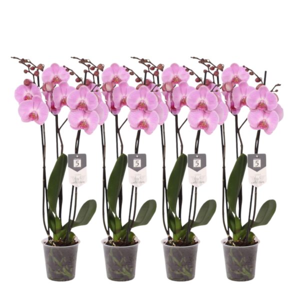 Set van 4 Orchidee Phalaenopsis Elion - ↕60 cm - Ø12cm