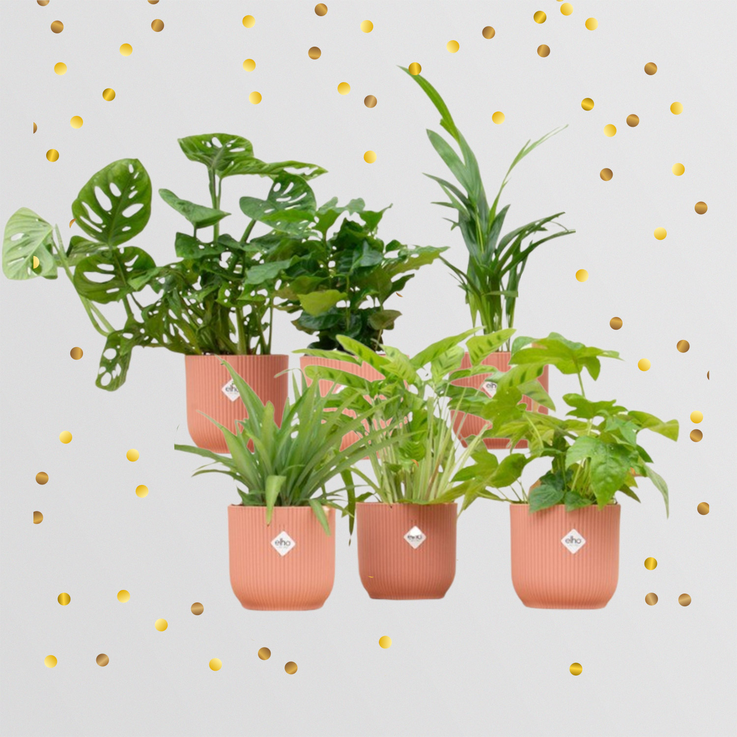 Planten Surprise Box ↕20cm Ø12cm - 6 planten in elho Vibes Fold Round Roze