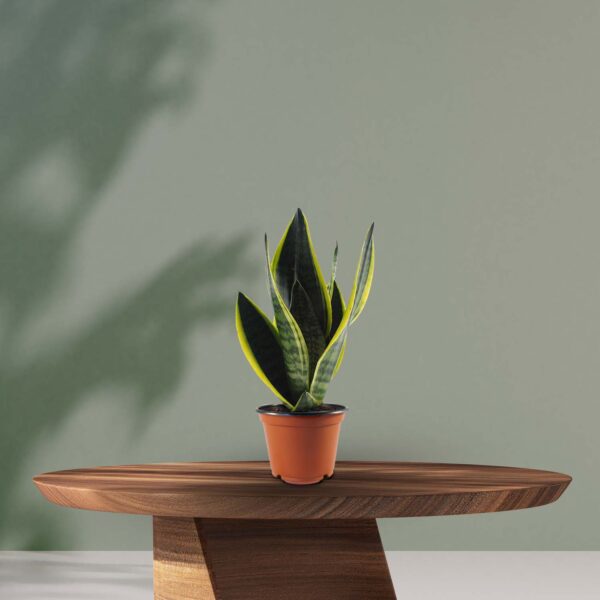 Vrouwentong (Sansevieria Futura Superba) - Ø12cm ↕30cm