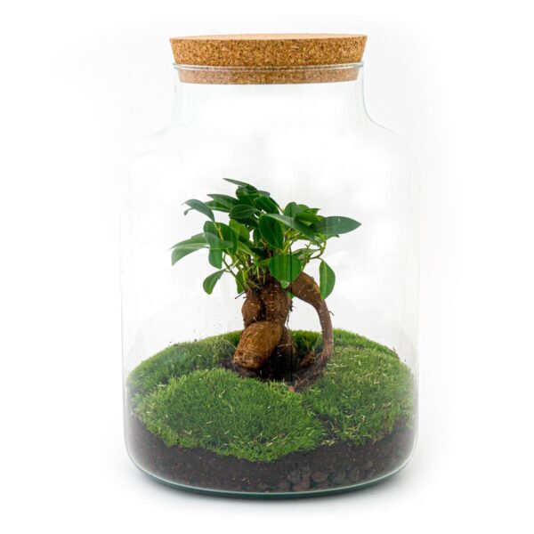 Planten terrarium Milky met bonsai ↕30cm