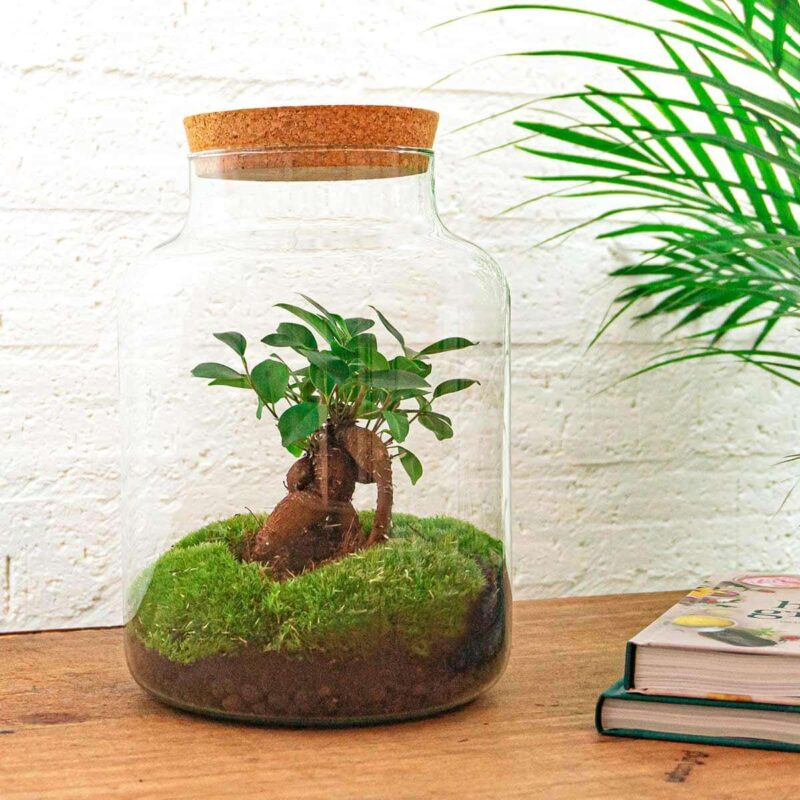 Planten terrarium Milky met bonsai ↕30cm