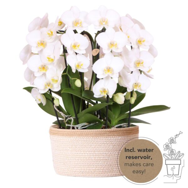 Complete set Witte Orchideeën in katoenen mand met waterreservoir