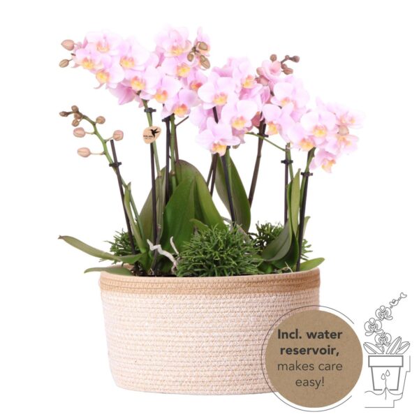 Complete set Roze Orchideeën in katoenen mand met waterreservoir