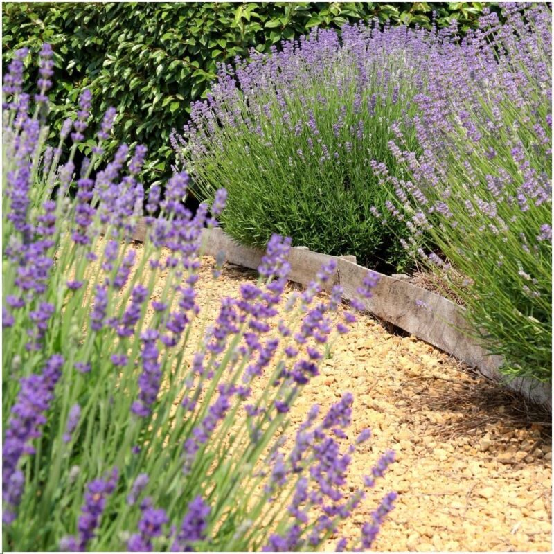 24x Lavendelplant (Lavandula angustifolia Felice®) Ø12 cm - ↕25 cm