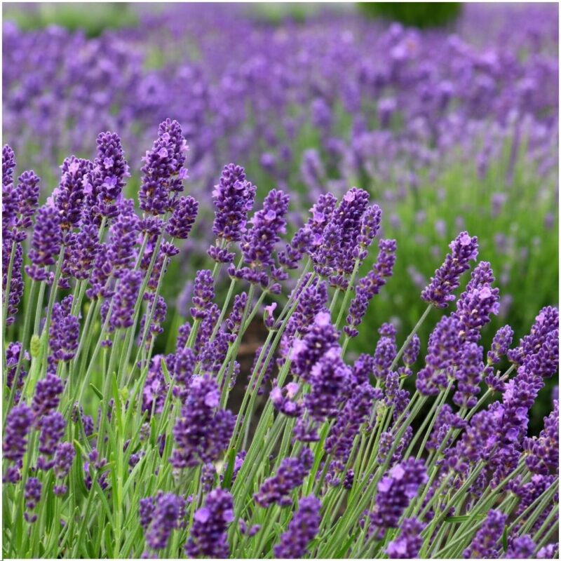 24x Lavendelplant (Lavandula angustifolia Felice®) Ø12 cm - ↕25 cm