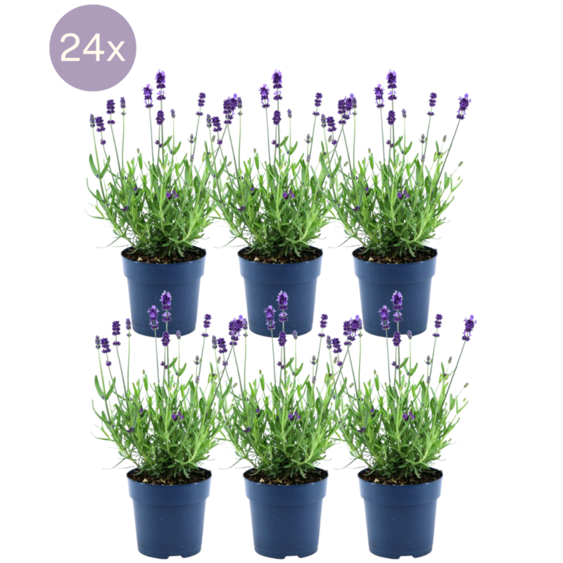 24x Lavendelplant (Lavandula angustifolia Felice®) Ø12 cm - ↕25 cm