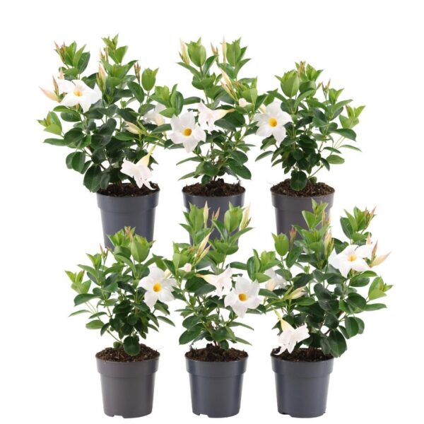 6 stuks Mandevilla Dipladenia planten (wit) Ø12 cm - ↕25 cm