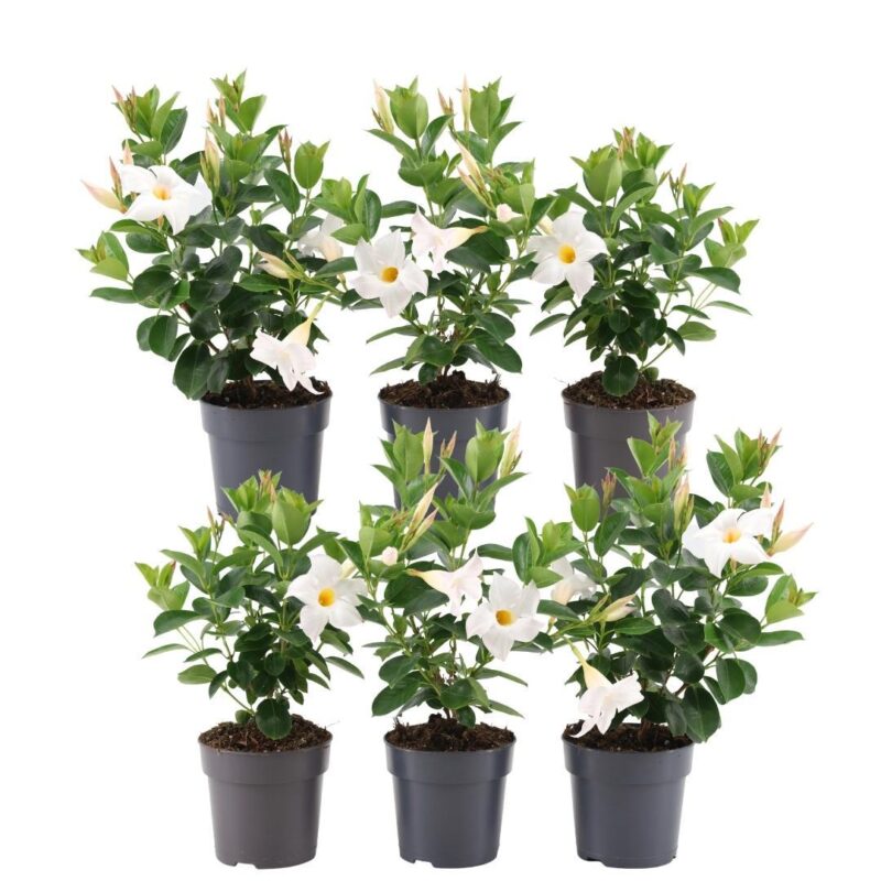 6 stuks Mandevilla Dipladenia planten (wit) Ø12 cm - ↕25 cm