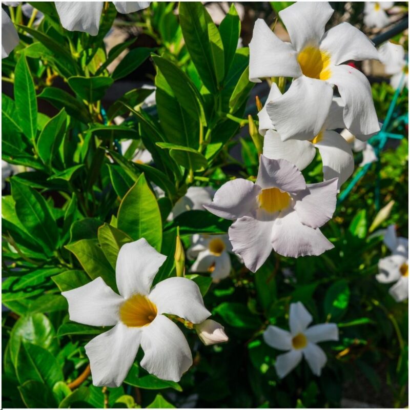 6 stuks Mandevilla Dipladenia planten (wit) Ø12 cm - ↕25 cm