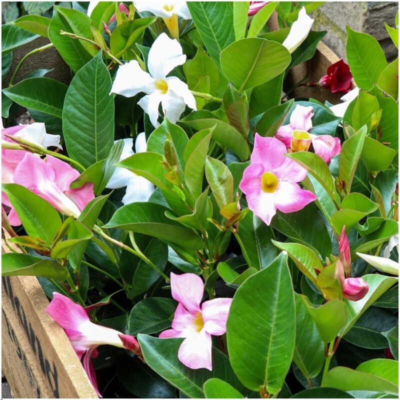 6 stuks Mandevilla Dipladenia planten (wit) Ø12 cm - ↕25 cm