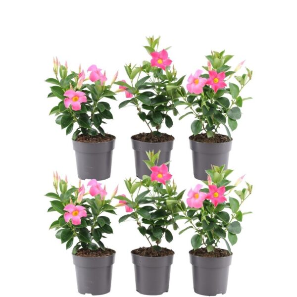 6 stuks Mandevilla Dipladenia planten (roze) Ø12 cm - ↕25 cm