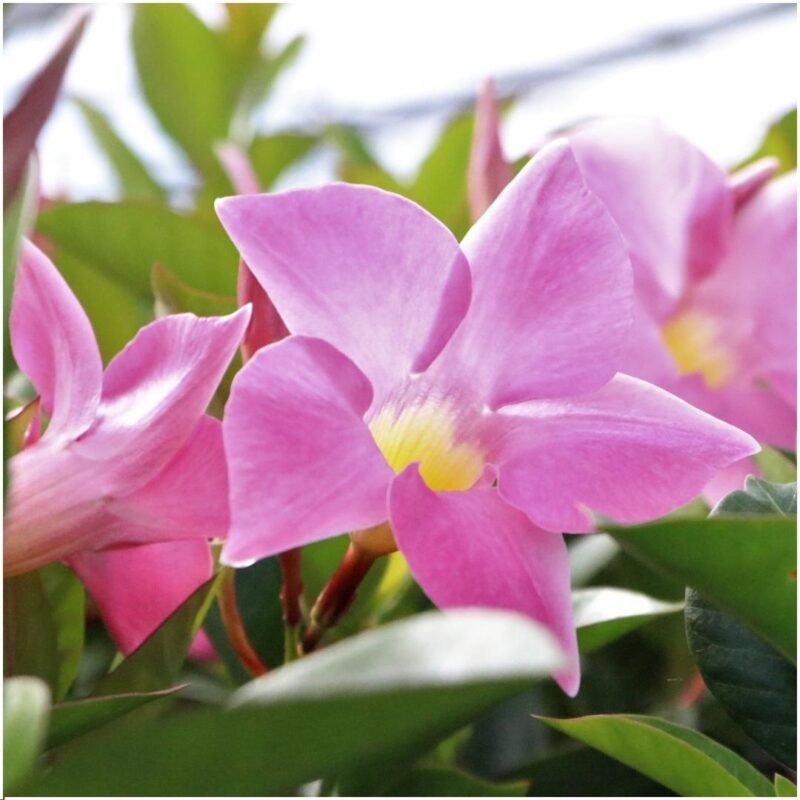 6 stuks Mandevilla Dipladenia planten (roze) Ø12 cm - ↕25 cm