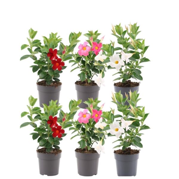 6 stuks Mandevilla Dipladenia planten (roze wit en rood) Ø12 cm - ↕25 cm