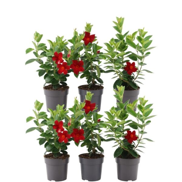 6 stuks Mandevilla Dipladenia planten (rode) Ø12 cm - ↕25 cm