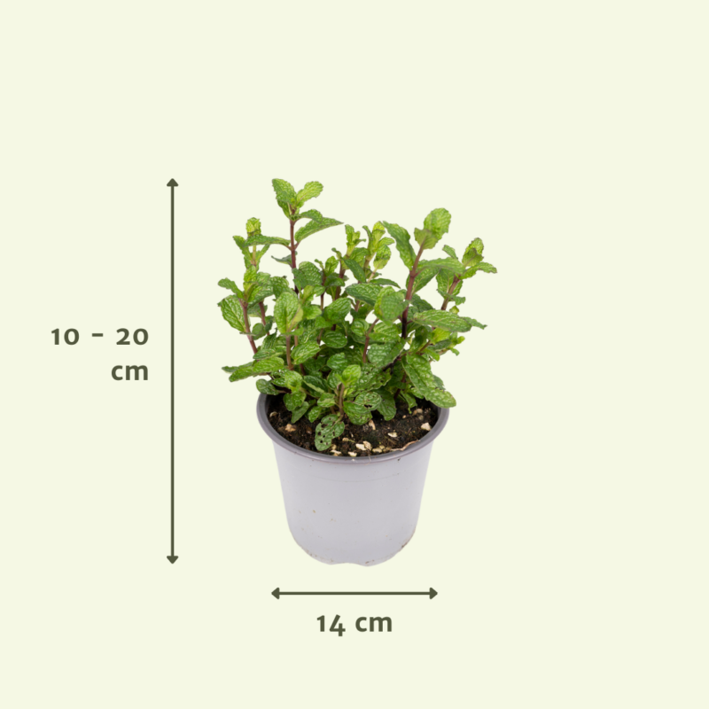 Tuinkruiden Mix - 4 planten - Ø14cm - ↕18cm