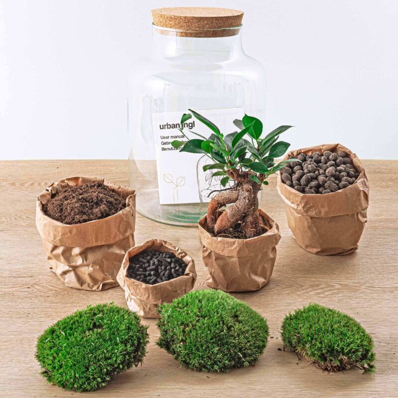 Planten terrarium Milky met bonsai ↕30cm