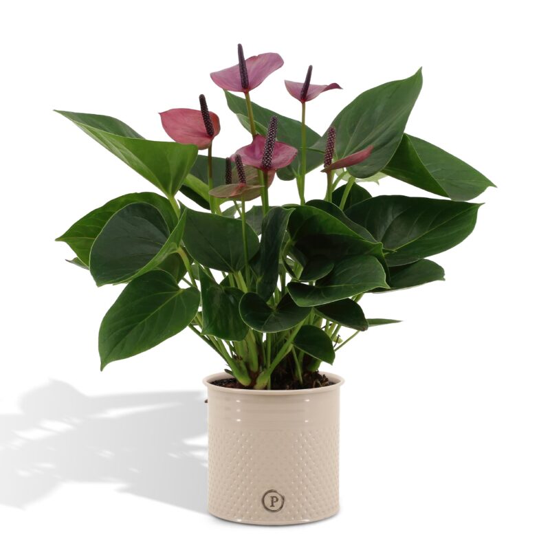 Anthurium andreanum Baby Purple in sierpot zink - ↕45cm - Ø12