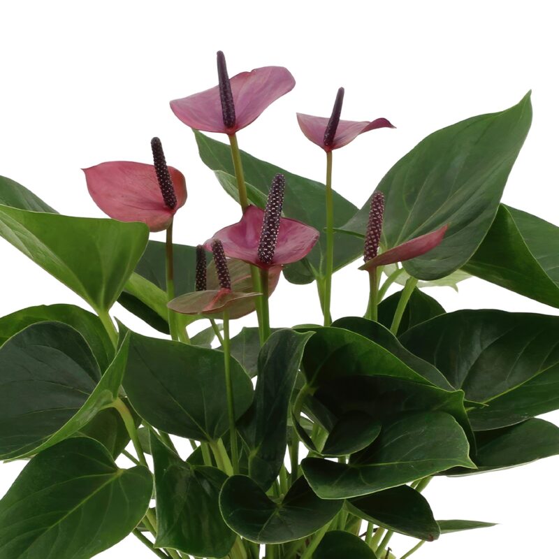 Anthurium andreanum Baby Purple in sierpot zink - ↕45cm - Ø12