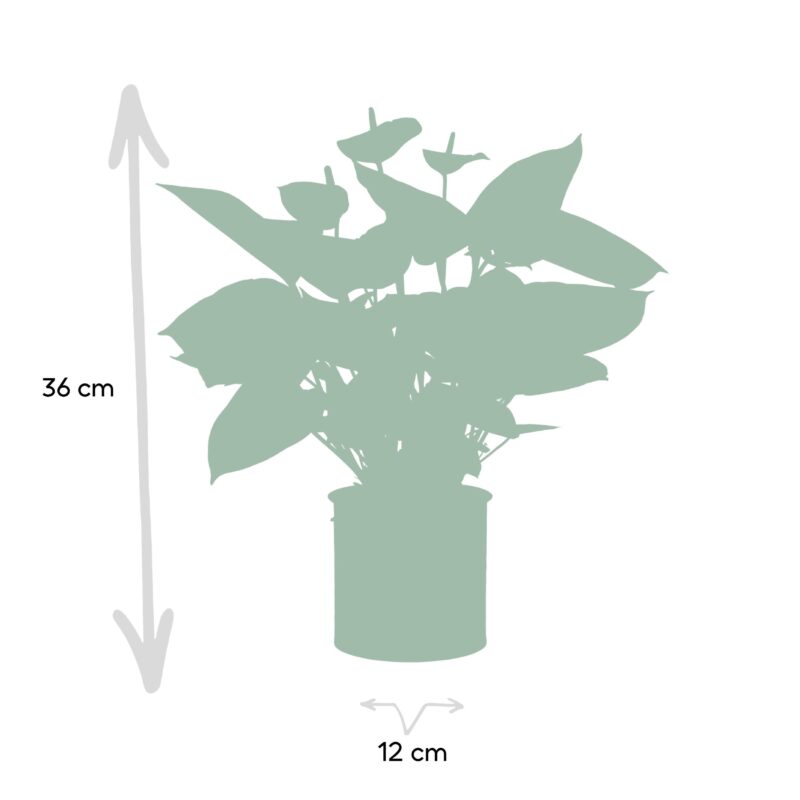 Anthurium andreanum Baby Purple in sierpot zink - ↕45cm - Ø12