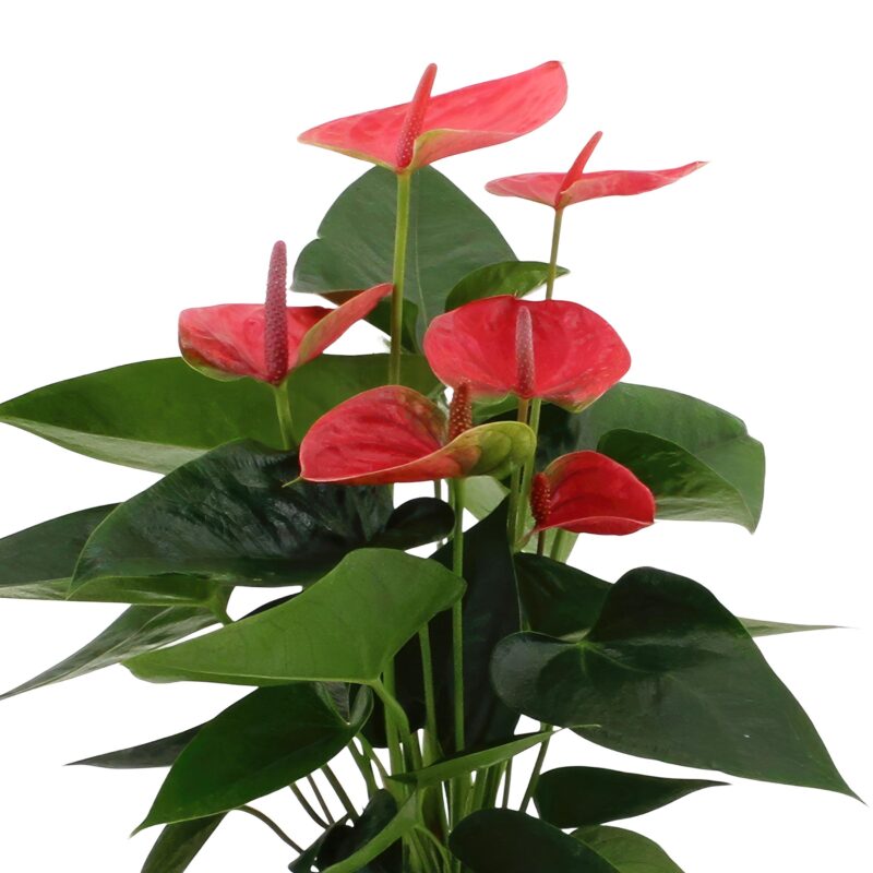 Anthurium andreanum Sweet Dream in sierpot zink - ↕45cm - Ø12