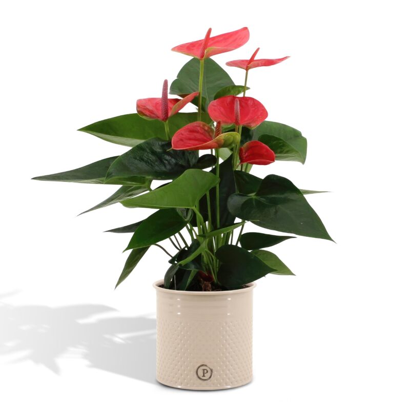 Anthurium andreanum Sweet Dream in sierpot zink - ↕45cm - Ø12