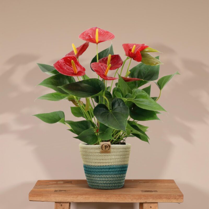 Anthurium andreanum Diamond Red in mand - ↕45cm - Ø12